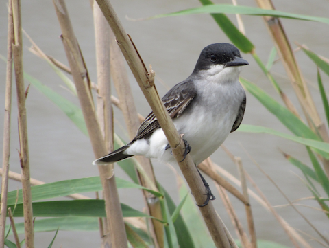 A tyrant-flycatcher specimen